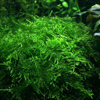 Имя: Мох Тайвань (Taiwan Moss - Taxiphyllum alternans)